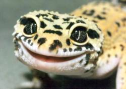fortheloveofherpetology:  Leopard Gecko (Eublepharis macularius) Leopard geckos have a small “bark” they use if agitated Unlike most other gecko species, the leopard gecko has eyelids. They can even blink and close their eyes while sleeping Like many