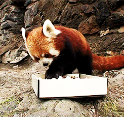 courageousbox:  a red panda eating sushi.                 