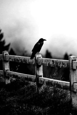 curvethemoonshine:  spirit of the raven - ancient knowledge   adoro los cuervos negros&hellip;y en todas las peliculas indican la oscuridad de lo que les envuelven&hellip;por eso los adoro..oscuros&hellip;&hellip;adoro la oscuridad
