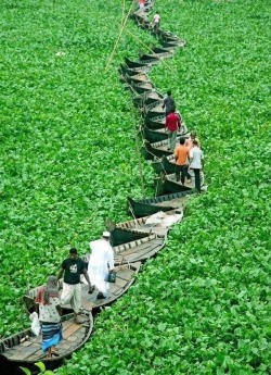 sixpenceee:  Bangladeshi commuters cross the Buriganga River on a floating boat bridge in Dhaka, Bangladesh, Wednesday, Sept. 22, 2010. Since the growth of water hyacinth has hampered the movement of boats on the river a group of boatmen have taken