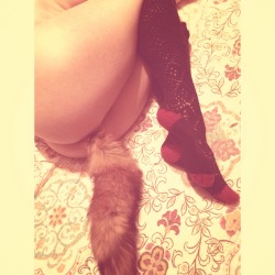 savingthrowvssexy:  foxtailvixen:Fox in Socks  She rocks those socks, and that tail of Fox! 