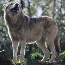 w-o-l-f&ndash;g-i-r-l:  Grey wolf by  Gary Wilson แกรี่ วิลสัน  