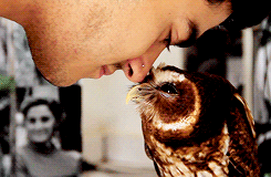 vertigo-gal:  animal-diversity: It’s like in the second to last gif the owl is saying “I got kissed by a really cute boy” &ldquo;…oh my&quot;   That owl has better eyelashes than me 
