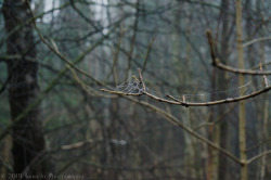 branna-laurelin:  Glittering Webs ~ I  On a misty January morning the fog and the cold air had combined to crystallize all the spider webs in the forest, making them sparkle white against the gloom.