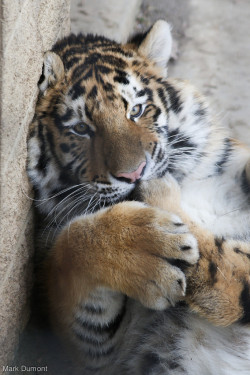 magicalnaturetour:  Columbus Zoo Tiger Cub nom on foot by Mark Dumont  http://flic.kr/p/E7ccie