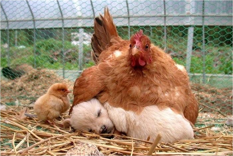 Funny chicken hairy fuck picture