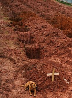 A dog named Leao sits for a second consecutive day at the grave of her owner who died in the disastrous landslide near Rio de Janeiro on january 2011&hellip; (via) So sad&hellip;