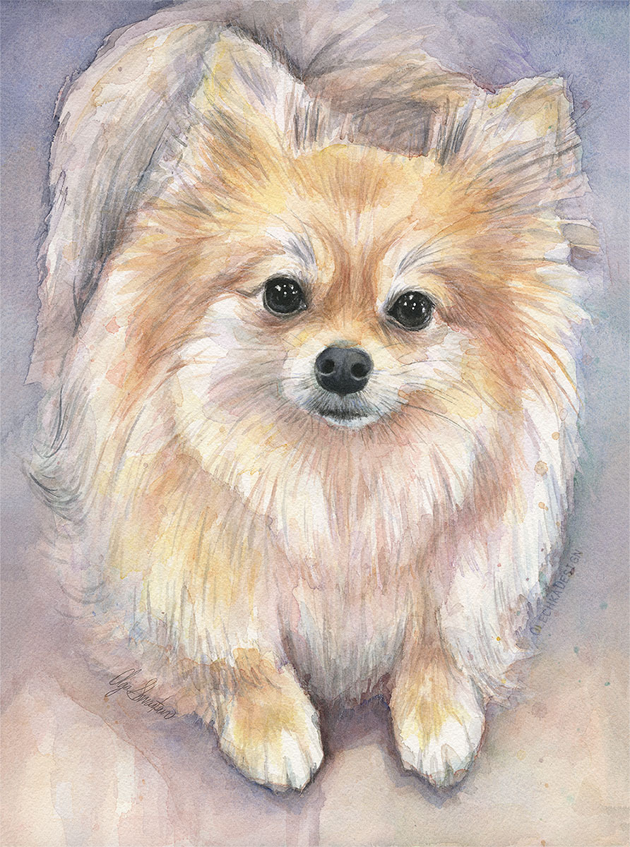 Pomeranian watercolor painting by Olga Shvartsur.Art Prints / Accessories / Website