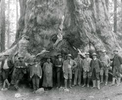 historicaltimes:Theodore Roosevelt, before the “Grizley Giant,” big trees of California - circa. 1903 via reddit