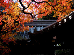 sengokudaimyo:  sunshade (Sinnyodou temple, Kyoto) (von Marser) 