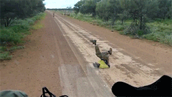 comic-chick:wombattea:  sizvideos:  How to catch an emu - Video  LET ME TELL YOU A THING THIS IS A LEGIT THING THIS IS LITERALLY WHAT PEOPLE DO TO GET EMUS TO COME CLOSE Apparently you lie on the ground on your back and move your arms and legs. And the