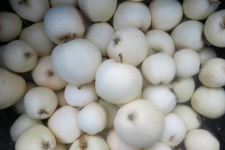 matojobearsall:findchaos:  snizhynka:  biodiverseed:  lazyevaluationranch:  8/3 Today we picked the white apples. They have skins the color of old yellowed bones, and translucent flesh so that when you slice them open you can see the seeds through the