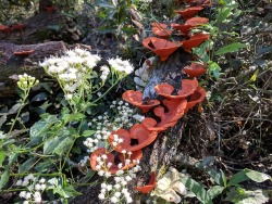 reishidreams:An intense bloom of Pycnoporus sanguineus, a reishi lookalike that has also seen traditional use as a medicine. Aboriginal Australians reportedly chewed this fungi to cure mouth ulcers and other oral disease. Extracts from this mushroom