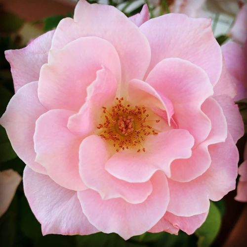Rose #detail #lookclosely  (at Hacienda Pèrez-Garcia) https://www.instagram.com/p/CDr6hY6DHEu/?igshid=rjlthghxgfq