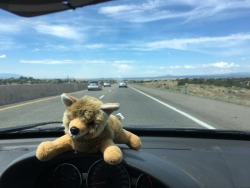 nsarararara:  Here are a few pics from my vacation to California with my wife, featuring my travel pup #Waufie. Driving through Arizona towards California, Waufie lounges on top of the dash. Taking a #Waufie (like a selfie, but for dogs) in front of Kinok