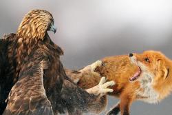 Wrong ’hood, mothafucka (a Golden Eagle attacks a Red Fox)