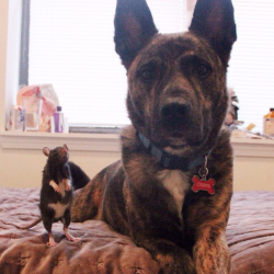 kaysarahh:  roachpatrol:catsbeaversandducks:  Osiris and Riff Ratt Osiris is a 3-year-old Dutch Shepherd mix. Riff Ratt is a 3-month-old fancy rat. They live in Chicago and they’re BFFs. Photos by ©Osiris + Riff Ratt  this is ridiculous i love it