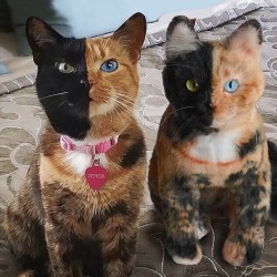 precious-her:catsbeaversandducks:This Company Makes Exact Plush Toy Copies Of Your PetsThe Cuddle Clones toy company makes custom plush-toy replicas of pets from photos sent in by their clients.The company’s founder, Jennifer Graham, came up with the