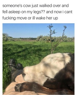 onlyblackgirl: kittenfossils:  goghflora: this is… so pure  stay there forever  We had a cow that would do this. You could take naps on her all day. 