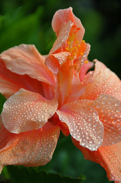 djferreira224:  DSC_8339 - Peach of a shot. by archer10 (Dennis) on Flickr.A beautiful flower I saw and I just like the colour. Halifax, Nova Scotia, Canada