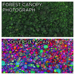 skunkbear: The top image is a photograph of a lush rainforest canopy. The bottom image colors each tree based on its species. How? It’s all thanks to a special lab built by ecologist Greg Asner inside a twin-turboprop airplane. From a few thousand