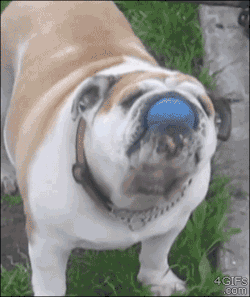 4gifs:  Bulldog surprised when his ball trick works. [vid]