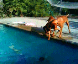 kamikatlifts:  flcl-julie:  onlylolgifs:  Have you ever been this worried?  He fucking paws at the water and pulls him toward the edge and fucking jumps in to save him! I love dogs so much. We don’t deserve them.   dogs are just the best