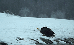 biscuitsarenice:  Eagle Fight, Alaska