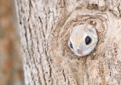 wonderous-world:  The Siberian Flying Squirrel photographed by Masatsugu Ohashi can be found in Russia, China, Japan, North and South Korea, as well as a few other countries. They tend to live in spruce, cider, or pine trees and they depend on the trees