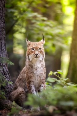 beautiful-wildlife:  Luchs by René Unger  Omg its beautiful c: 