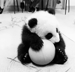 captivated-like-a-fireworks-show:  lOOK LOOK AT THIS FREAKING ADORABLE LITTLE PANDA I S2G IT’S TOO FREAKING DFJUYTREDSXCBHN I WANNA CUDDLE IT  seriously? doesnt this adorable panda deserve more fREAKING NOTES