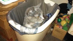 patticusprime:  Trash can kitty. Oscar the grouch Cosplay much?