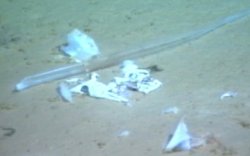 todropscience: PLASTIC BAG RECORDED AT BOTTOM OF MARIANA TRENCH The world’s deepest plastic bag has been found at the bottom of the Pacific Ocean’s Mariana Trench,    at 10,898 m.   Plastics are ubiquitous even at depths under 6000 m, most of
