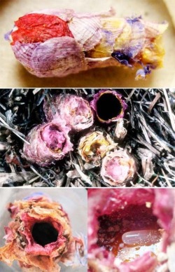 Osmia Avosetta are solitary bees that build their nests by biting petals off of flowers, flying them back one by one, and gluing them together often using nectar as glue. Each nest is a papermache work of art that houses a single bee egg.