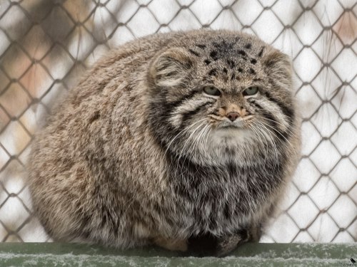 somecutething:  Pallas’s Cat, also called Manul are cats about the same size as house cats, with a much thicker and fluffier coat of fur. They live in caves and crevices in Central Asia, and are currently on the “Near Threatened” animal list. 