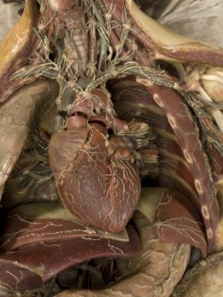 Wax anatomical model of a female showing internal organs, Florence, Italy, 1818 | Credits: Science Museum, London