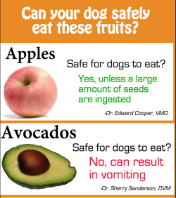 pepoluan:   theresnorevolution:  the-malady-mill:  birbb:  i saw this on imgur and well, even if something like this is going around on tumblr already it is important. link to imgur post  Idk why you’d give a dog fruit but cool! Here’s some safety
