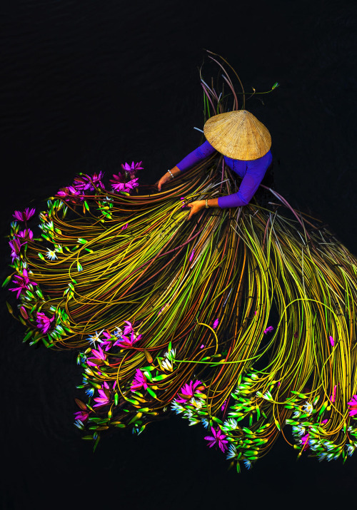 itscolossal:  Vivid Photographs by Trung Huy Pham Capture Annual Water Lily Harvest in Vietnam