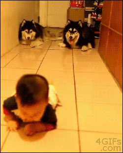 babyferaligator:  lesmiserableplushie:  babyferaligator:  lmao those dogs are making fun of that dumbass baby bc it cant walk  No they’re not. Animals are known to playfully copy the gestures of infants and small children during play time or general