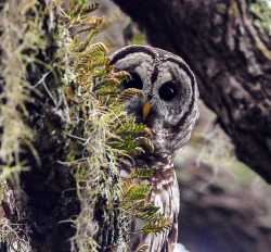 cloudyowl:  Barred Owl by minds-eye 