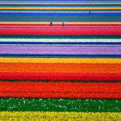Beautiful geometry (tulip fields)