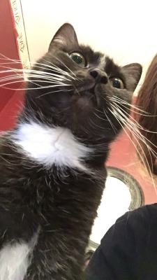 Unflattering Cat Selfies