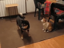 natshorses:  ydrill:  The infinite patience of dogs.  I’m a firm believer that dogs just want to play with cats. And when the cat runs, the dog thinks the cat wants to play chase. 