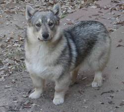 sinvraal:  persian-slipper:  anathemarmotqueen:  Hello tumblr allow me to present you the swedish vallhund i´m VERY confused as you guys are not freaking out about these little guys yet since they´re basically WOLF CORGIS.  I swear to god, I thought