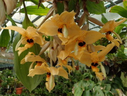 orchid-a-day: Stanhopea wardii Syn.: Stanhopea aurea; Stanhopea venusta; Stanhopea wardii major; Stanhopea wardii var. aurea; Stanhopea amoena;  Stanhopea inodora var. amoena September 27, 2018  