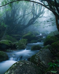  mononoke forest, yakushima (屋久島) island, japanalong the kusugawa trail, this is the forest that inspired the settings for the ghibli movie ‘princess mononoke’ 