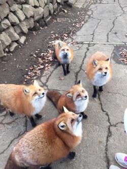 awwww-cute:  Five fat fucking foxes 