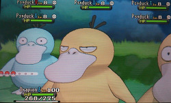 butt-berry:How many times has this Psyduck been KO’d so the one shiny in the horde could be caught I’m guessing a lot