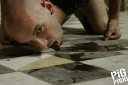 sikfagboi:  mastermind79714:  ONE OF PIGS DUTIES..LICK THE FLOOR CLEAN  I luv lapping up piss mud 