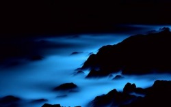 sixpenceee:  A picture of the bioluminescent bay of Vieques Island, Puerto Rico. (Source) 